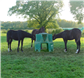 Ringfort Foal Feeder  [made to order]